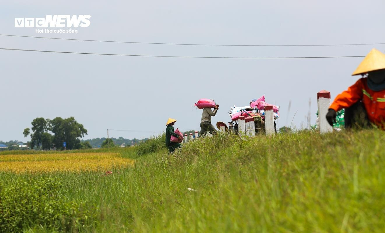 Mùa vàng trên những cánh đồng lúa đẹp như tranh vẽ ở Hà Tĩnh - 14