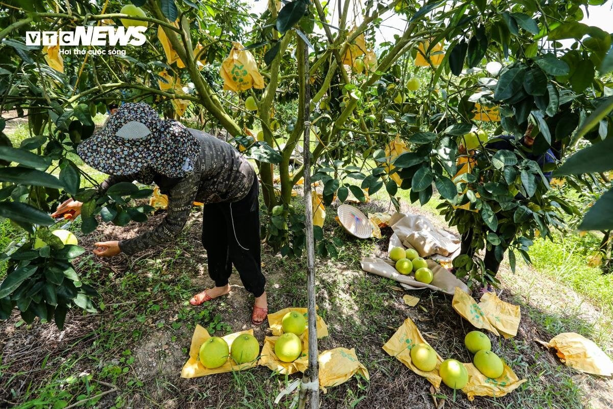 Thủ phủ bưởi Phúc Trạch vào vụ, nông dân phấn khởi đếm quả thu tiền  - 14