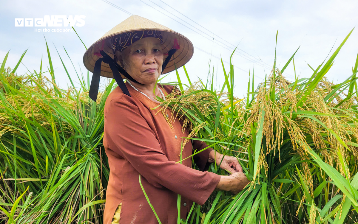 Người dân Thanh Hóa gấp rút gặt lúa non, ‘chạy đua’ với siêu bão Yagi - 4