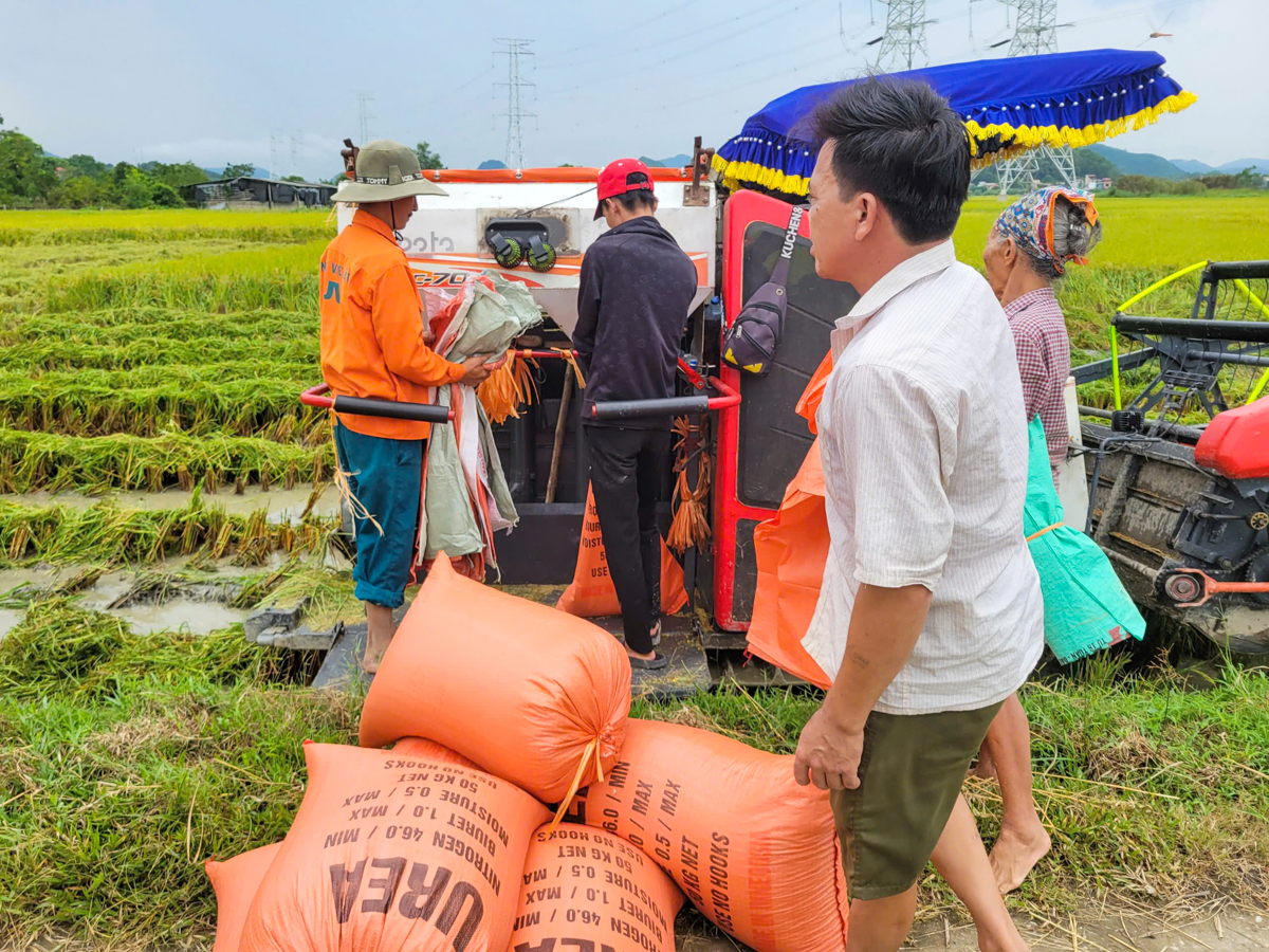 Người dân Thanh Hóa gấp rút gặt lúa non, ‘chạy đua’ với siêu bão Yagi - 10