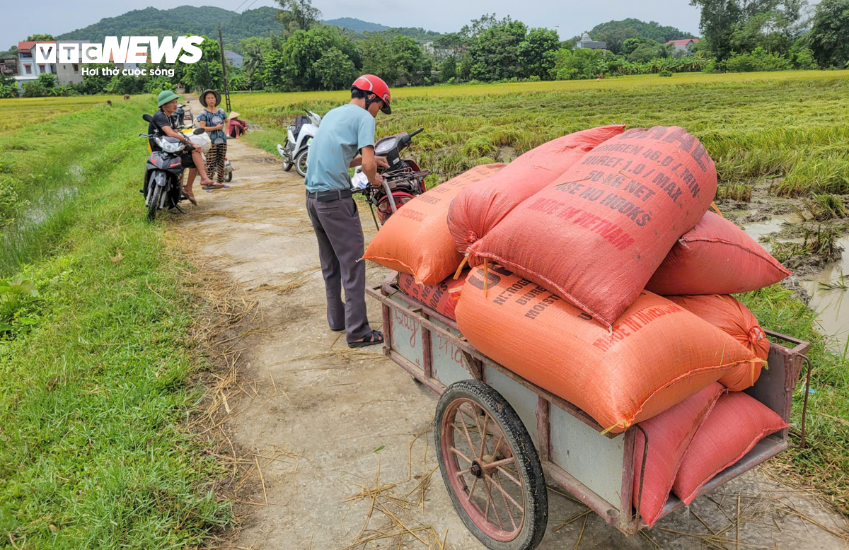 Người dân Thanh Hóa gấp rút gặt lúa non, ‘chạy đua’ với siêu bão Yagi - 11