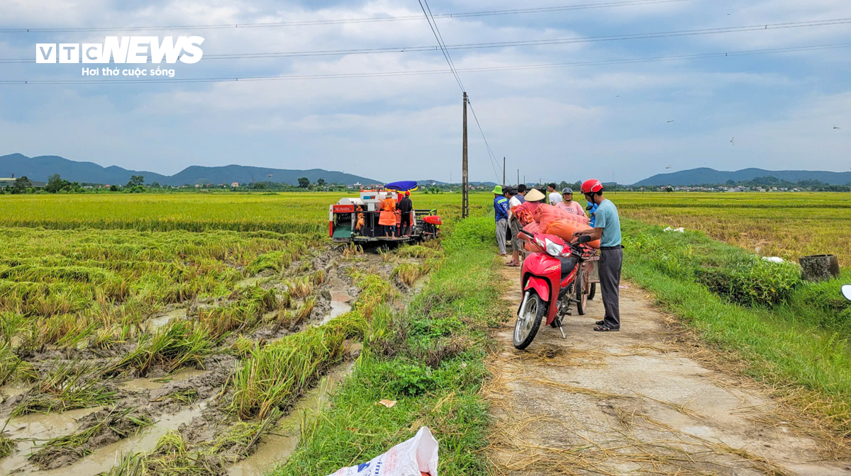 Người dân Thanh Hóa gấp rút gặt lúa non, ‘chạy đua’ với siêu bão Yagi - 8