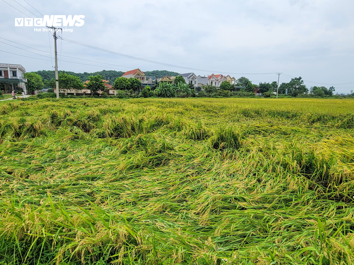 Người dân Thanh Hóa gấp rút gặt lúa non, ‘chạy đua’ với siêu bão Yagi - 1