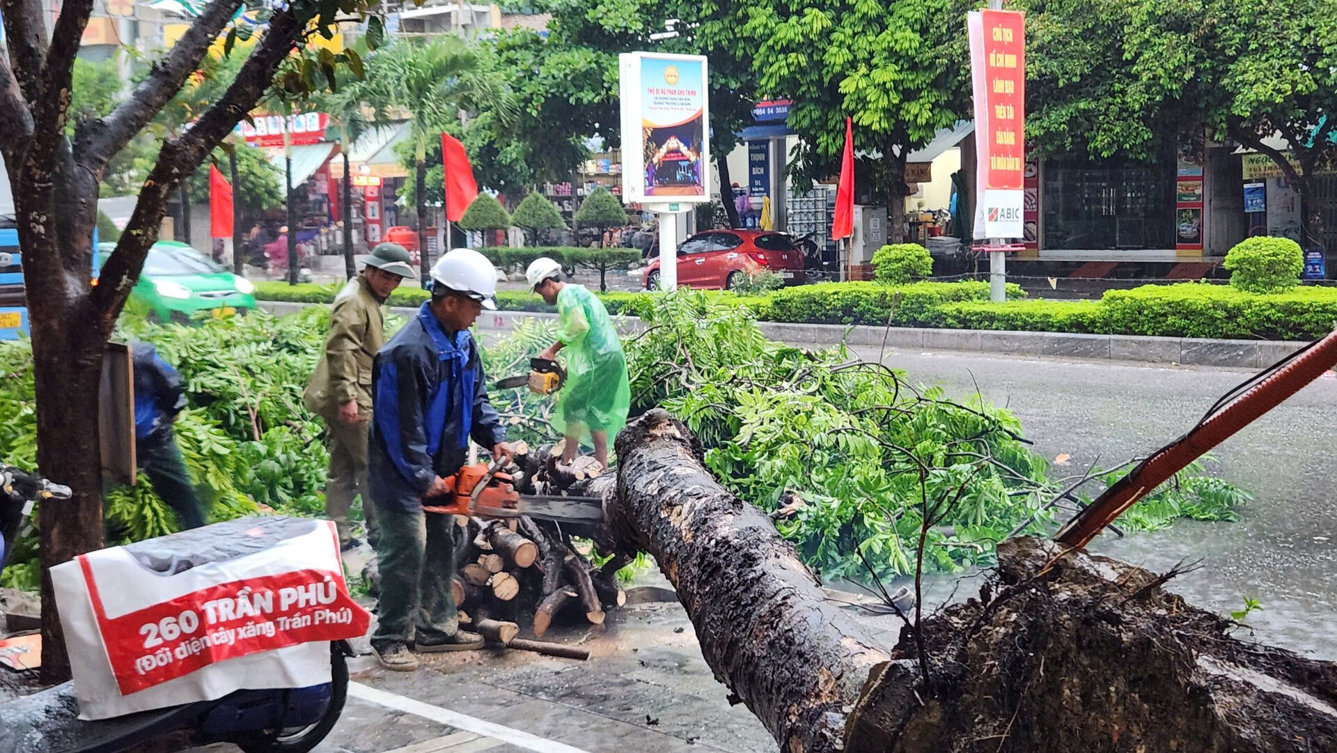 Siêu bão Yagi chưa đổ bộ, cây xanh ở TP Thanh Hoá đã bị quật đổ la liệt - 1