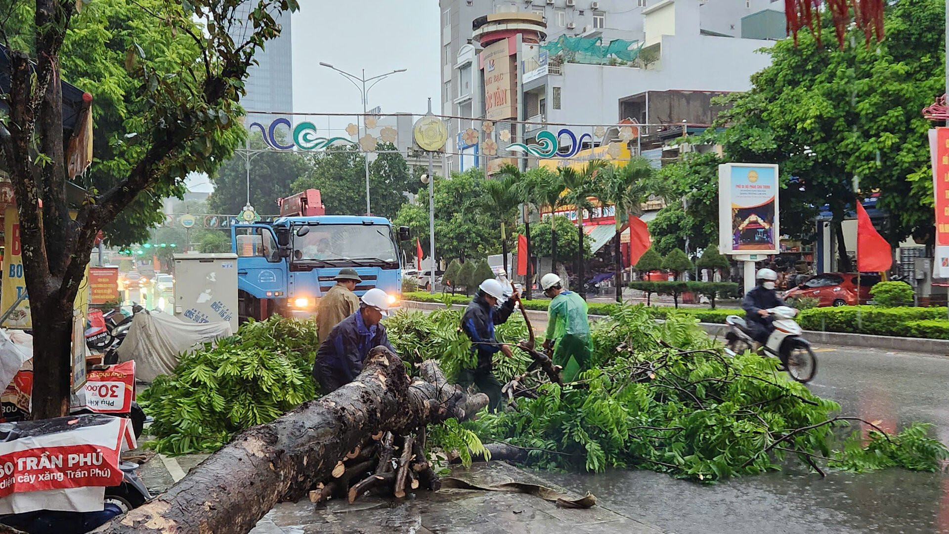 Siêu bão Yagi chưa đổ bộ, cây xanh ở TP Thanh Hoá đã bị quật đổ la liệt - 4