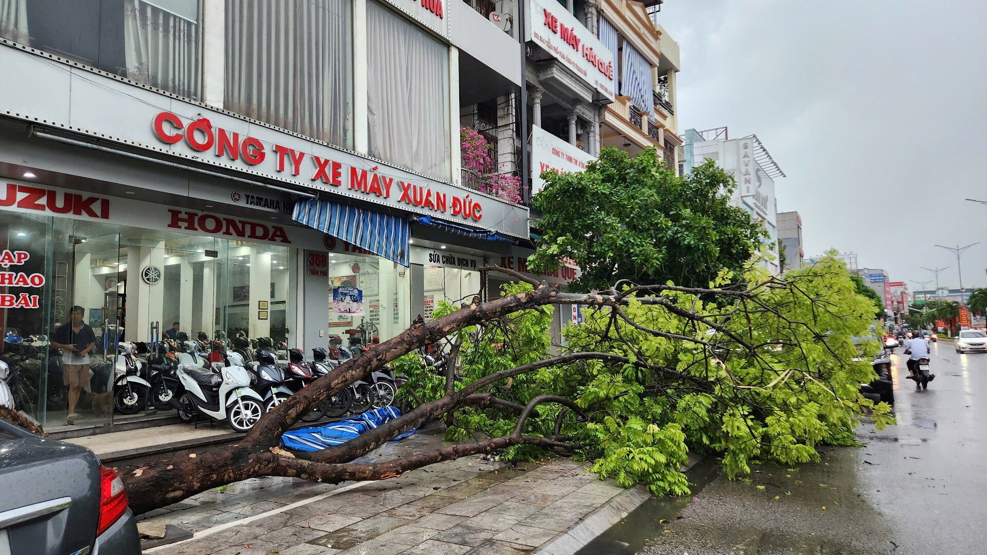 Siêu bão Yagi chưa đổ bộ, cây xanh ở TP Thanh Hoá đã bị quật đổ la liệt - 2