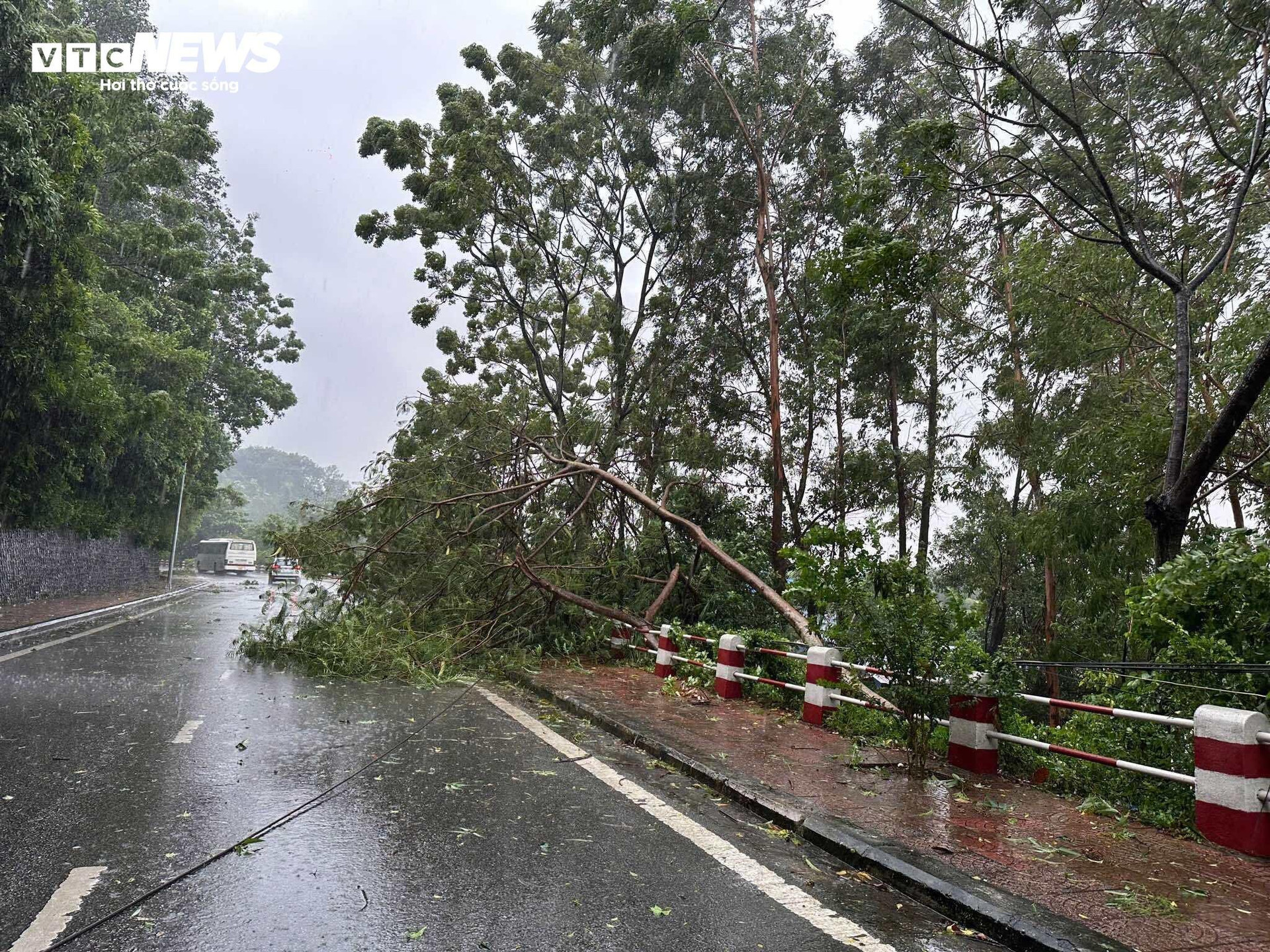 TRỰC TIẾP: Bão Yagi áp sát Quảng Ninh, mưa gió giật kinh khủng, cây đổ la liệt - 1