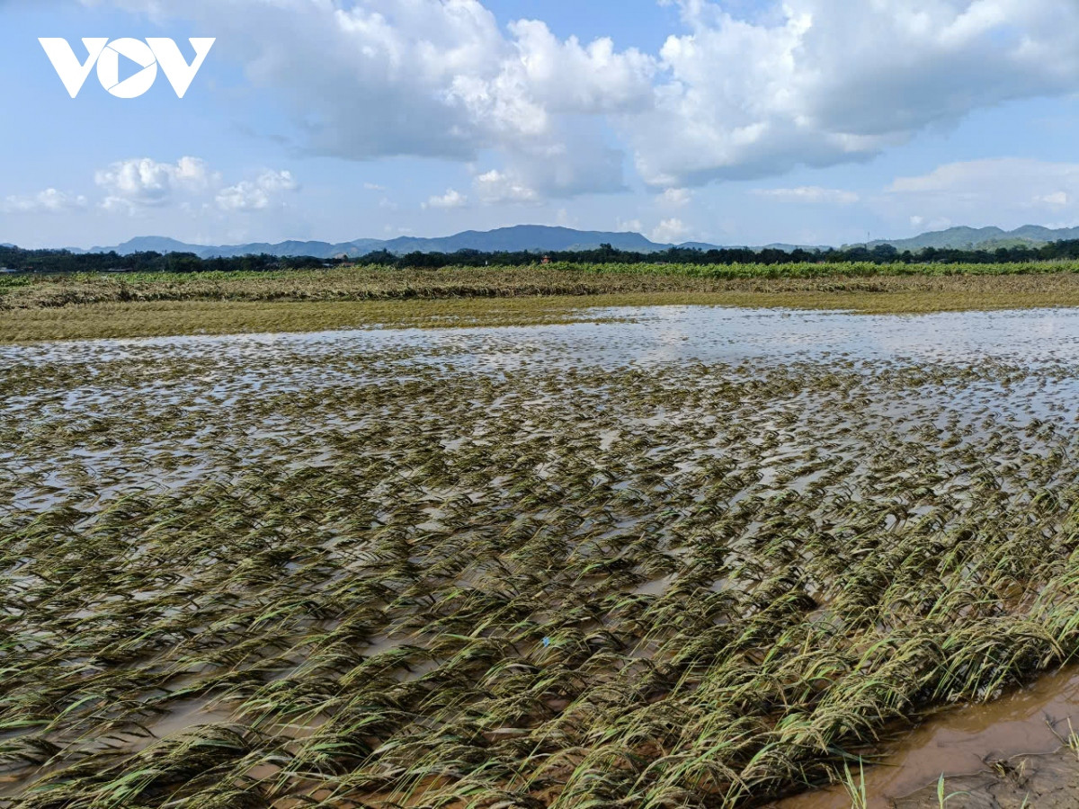 Dong lua, vua dau hoang tang sau lu lut hinh anh 15