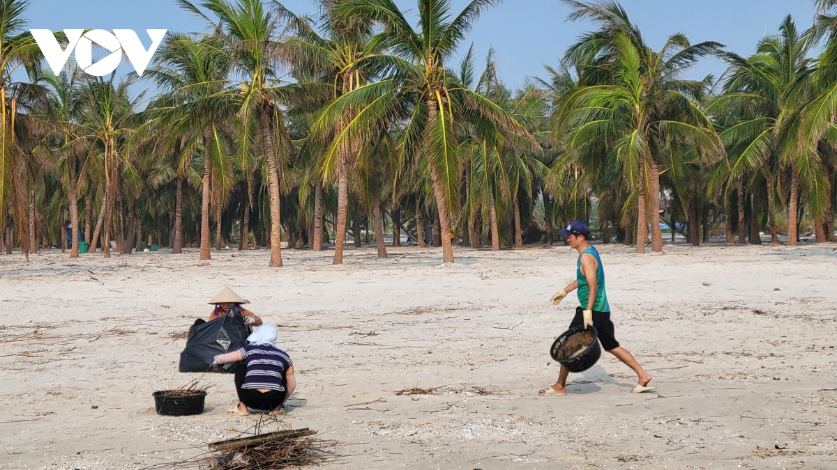 don rac sau sieu bao yagi, cau chuyen cua nguoi dan quang ninh hinh anh 5