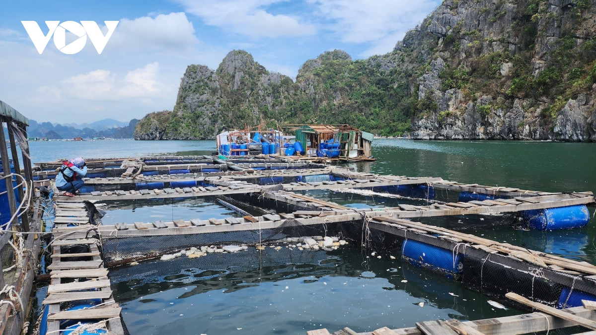 nguoi nuoi trong thuy hai san van Don lam lai tu con so khong hinh anh 3