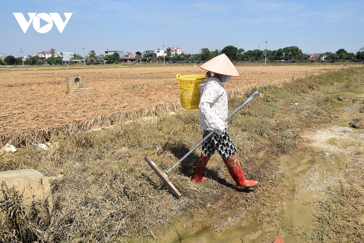 lua sap gat o ngoai thanh ha noi thoi rua sau ngap lut, nong dan trang tay hinh anh 8