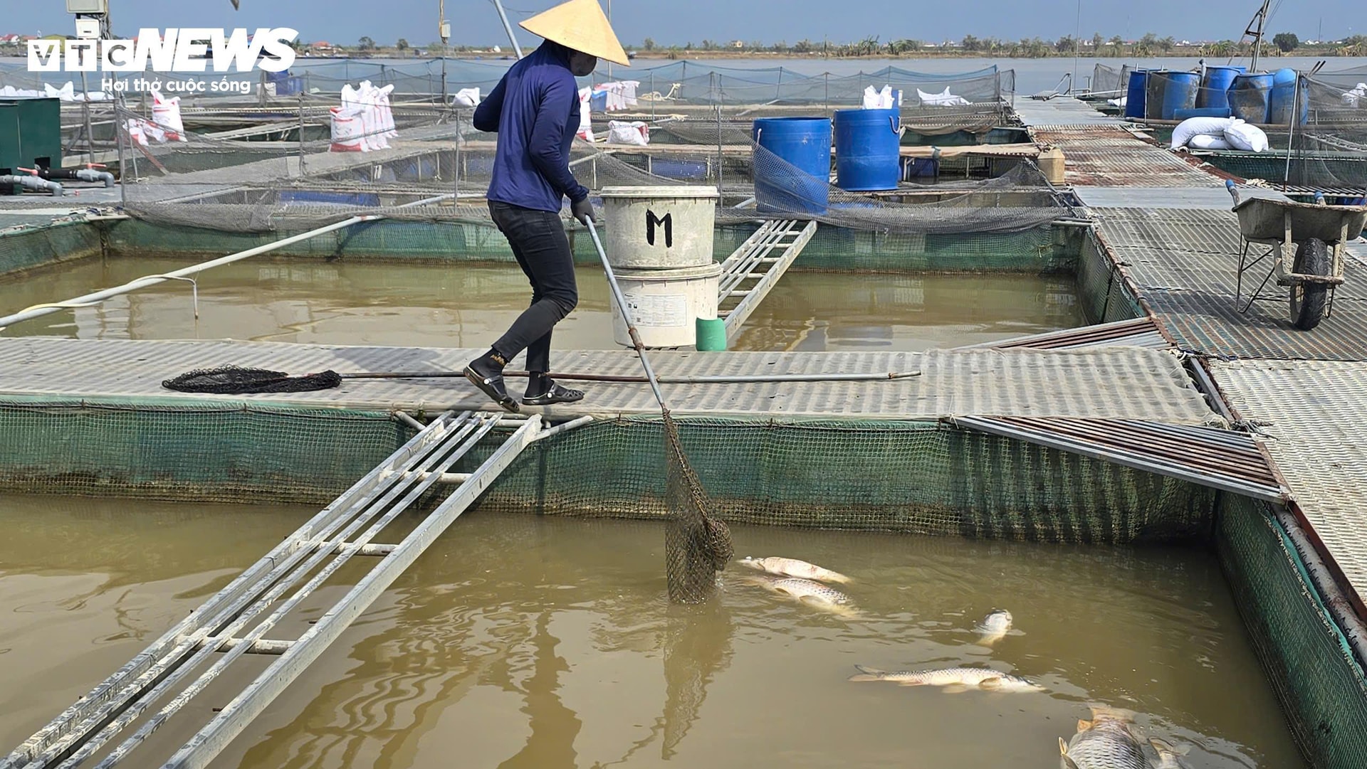 Người dân thu dọn cá chết để vệ sinh lồng cá cho việc tái sản xuất sau này.