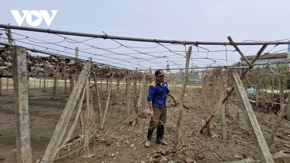 gian nan khoi phuc vua rau sau lu o yen bai hinh anh 3