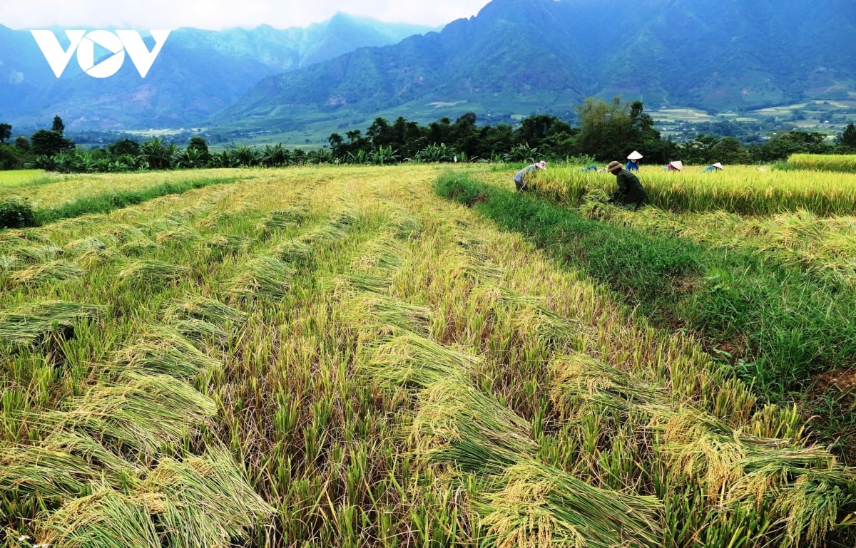  mua vang noi reo cao lai chau hinh anh 7