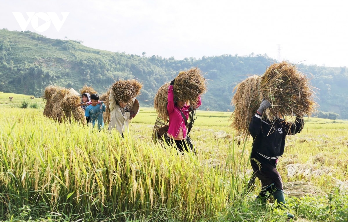  mua vang noi reo cao lai chau hinh anh 8