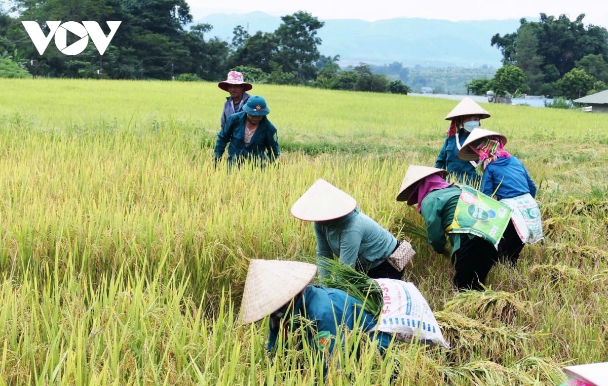  mua vang noi reo cao lai chau hinh anh 5