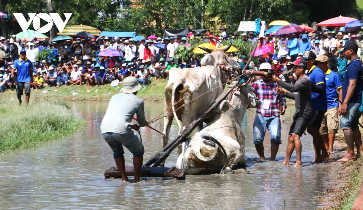 nhung hinh anh an tuong trong hoi dua bo bay nui an giang hinh anh 7