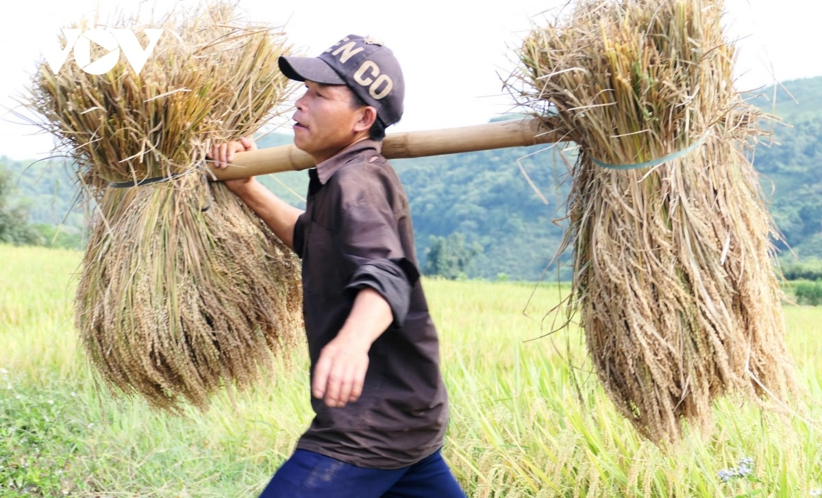  mua vang noi reo cao lai chau hinh anh 12