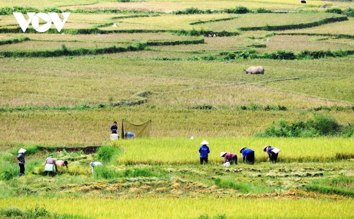  mua vang noi reo cao lai chau hinh anh 15