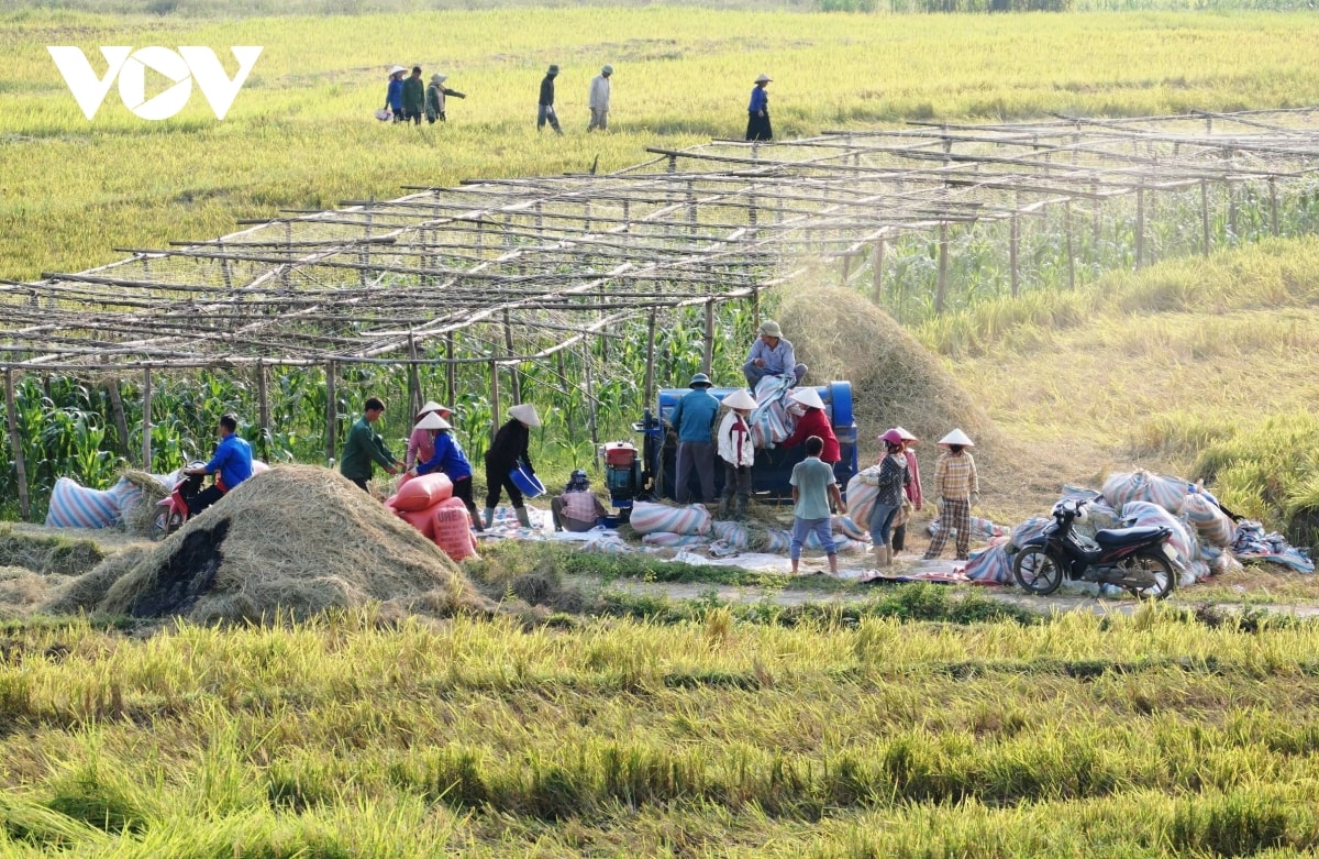  mua vang noi reo cao lai chau hinh anh 14