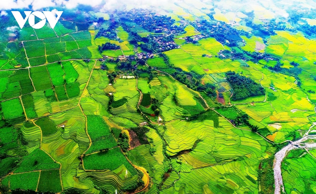  mua vang noi reo cao lai chau hinh anh 1