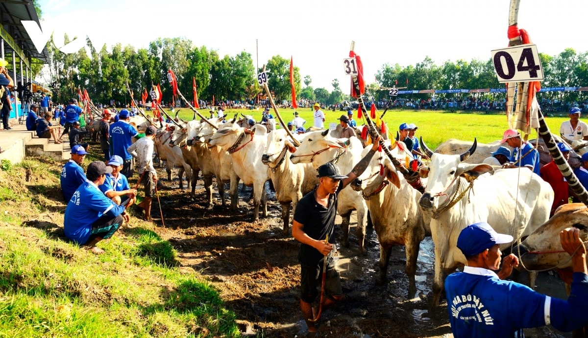 nhung hinh anh an tuong trong hoi dua bo bay nui an giang hinh anh 1