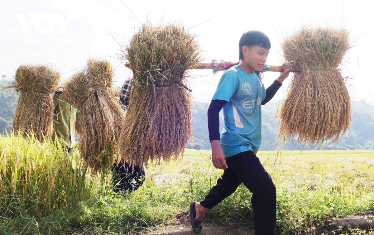  mua vang noi reo cao lai chau hinh anh 11