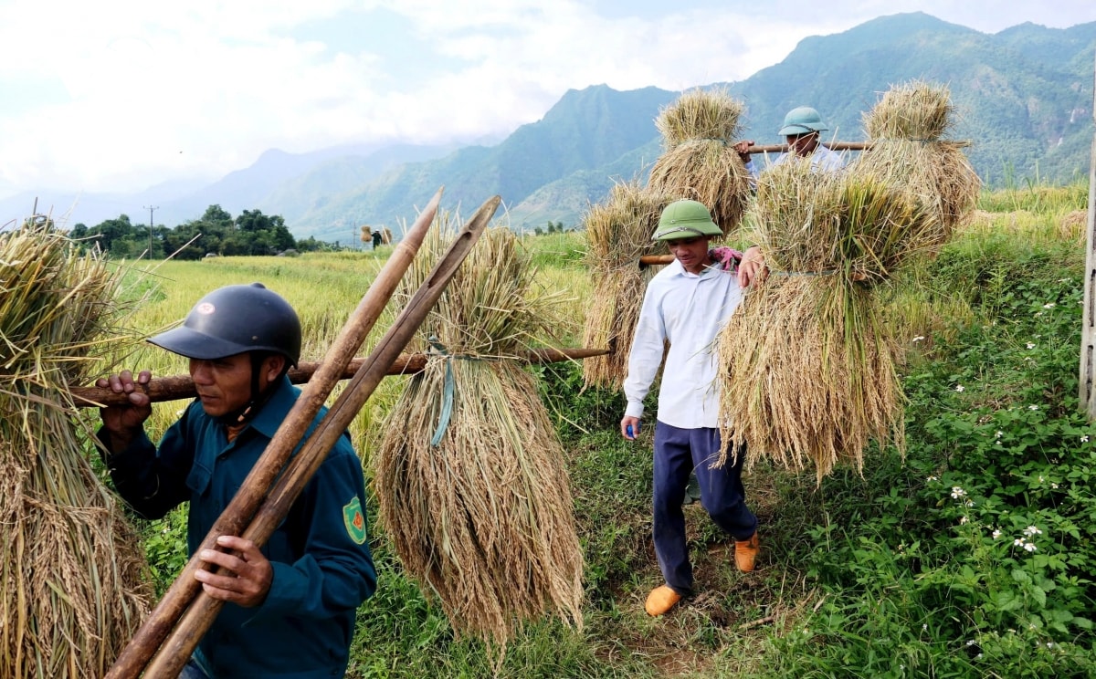  mua vang noi reo cao lai chau hinh anh 9