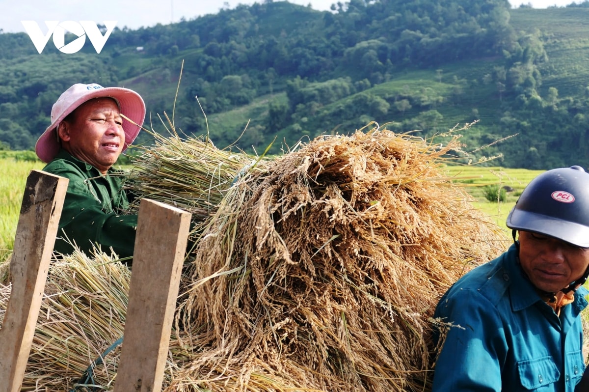  mua vang noi reo cao lai chau hinh anh 10