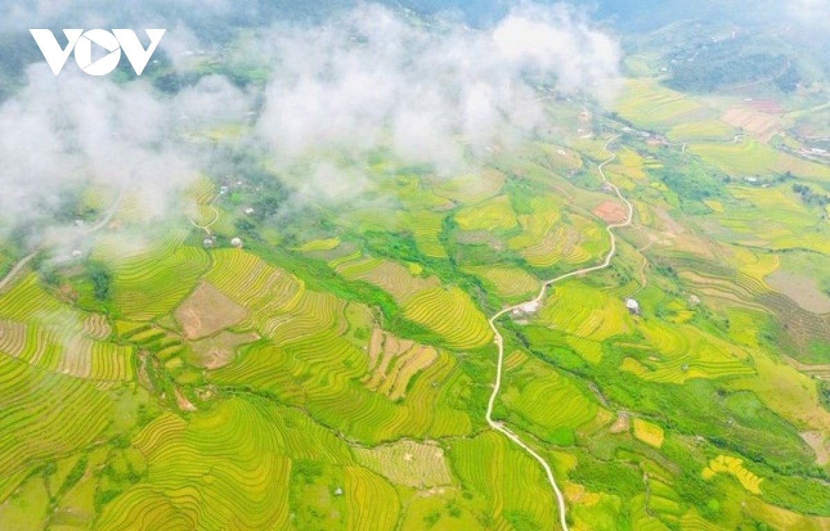  mua vang noi reo cao lai chau hinh anh 2