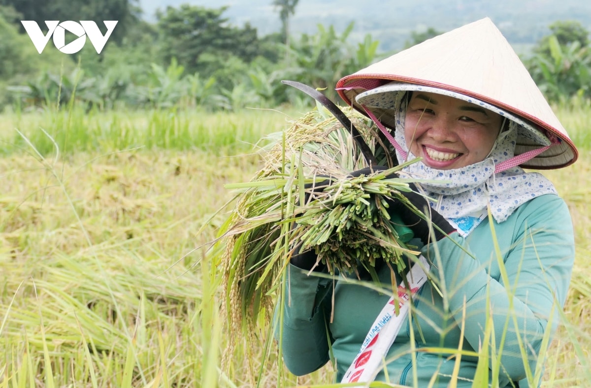  mua vang noi reo cao lai chau hinh anh 6