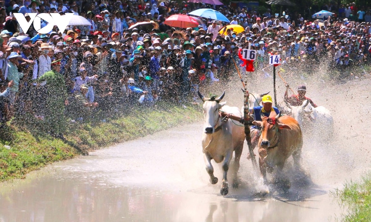 nhung hinh anh an tuong trong hoi dua bo bay nui an giang hinh anh 8