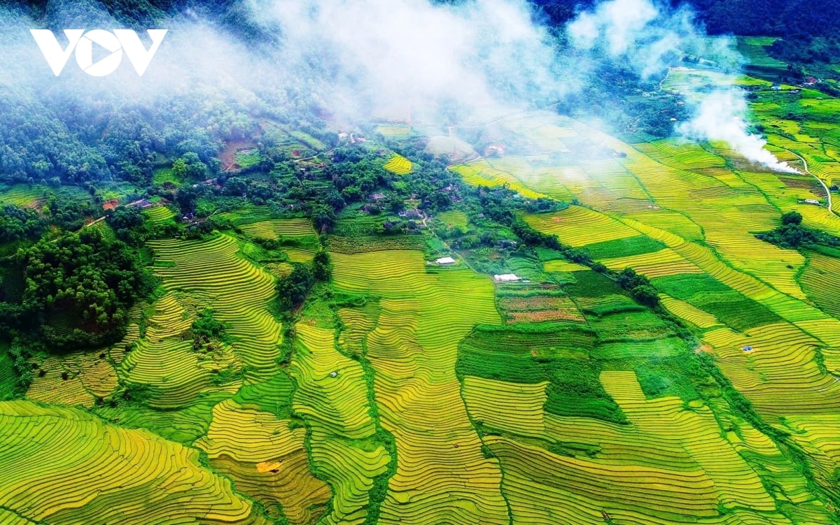  mua vang noi reo cao lai chau hinh anh 16