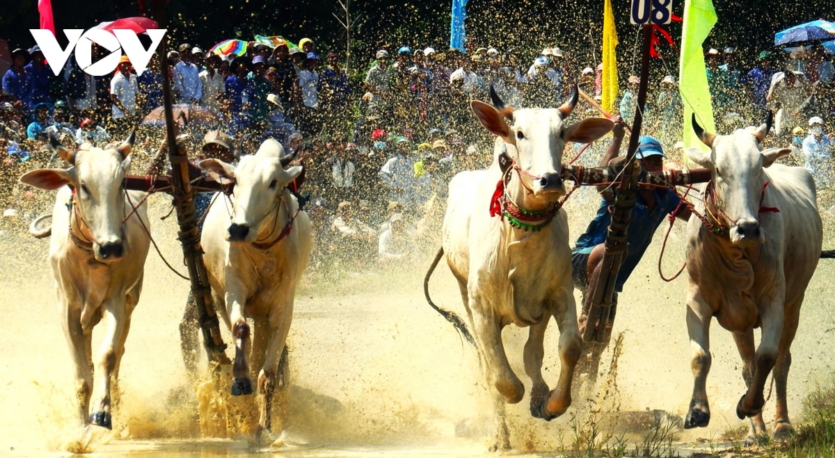 nhung hinh anh an tuong trong hoi dua bo bay nui an giang hinh anh 5