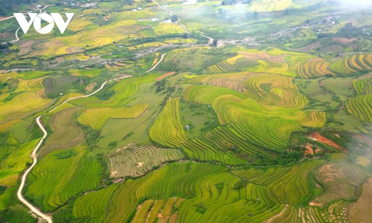 nhon nhip mua vang tren canh dong muong than, lai chau hinh anh 1