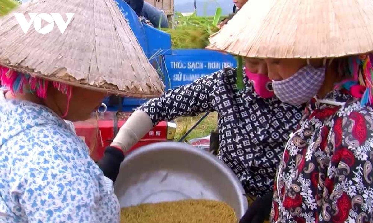 nhon nhip mua vang tren canh dong muong than, lai chau hinh anh 12