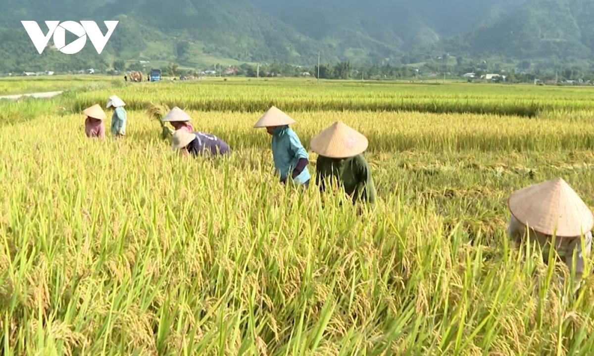 nhon nhip mua vang tren canh dong muong than, lai chau hinh anh 4