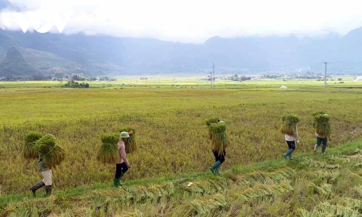 nhon nhip mua vang tren canh dong muong than, lai chau hinh anh 8