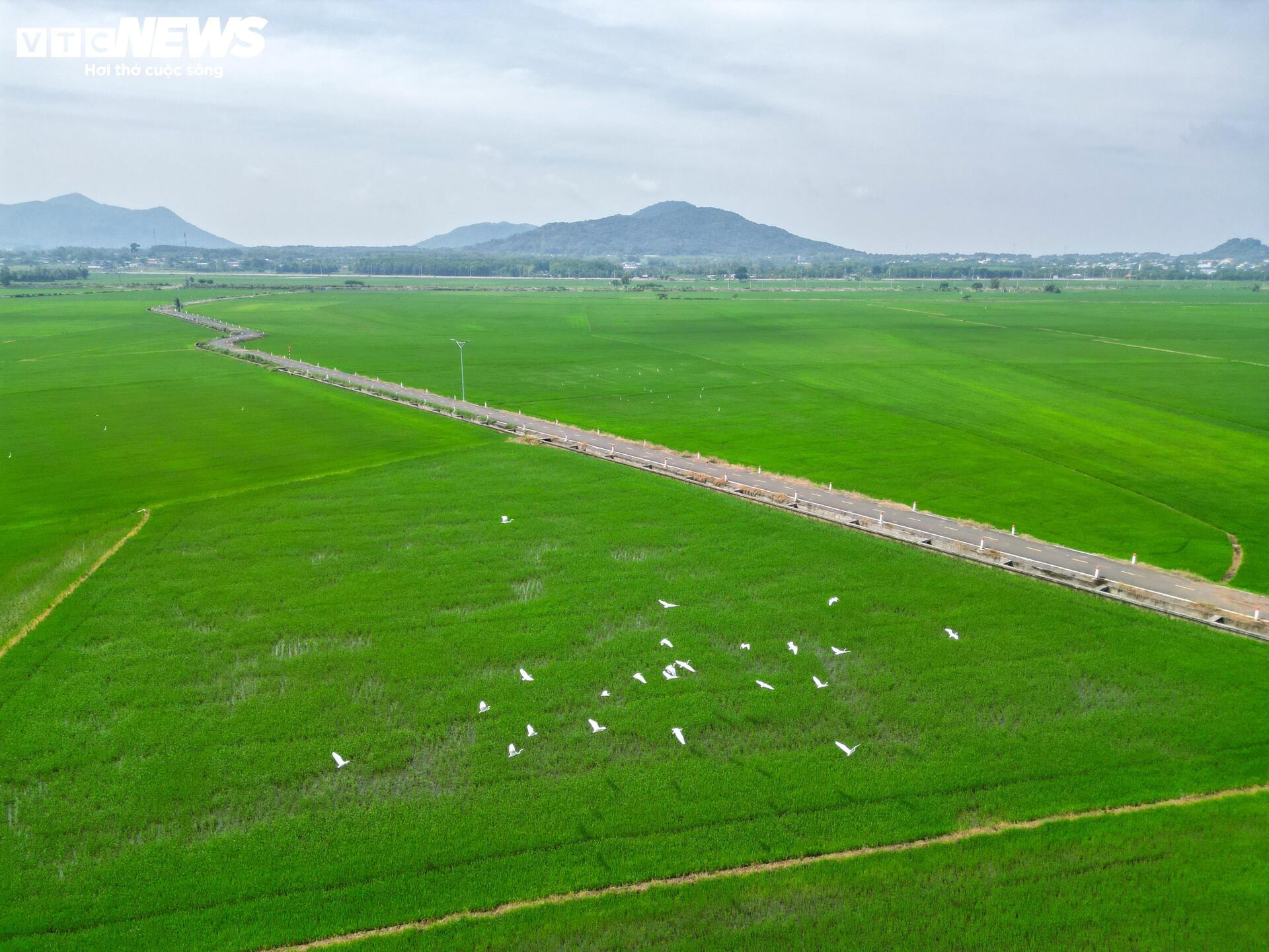 Cánh đồng lúa đẹp như tranh vẽ hút khách du lịch ở Bà Rịa - Vũng Tàu - 1