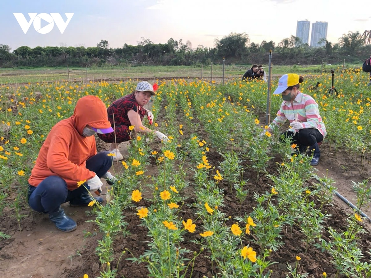 ngo ngan truoc ve dep cua rung hoa cuc duoi chan cau long bien hinh anh 13