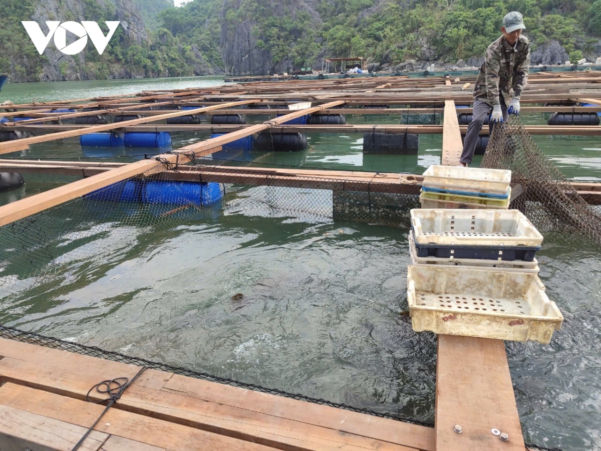 ngu dan quang ninh khan truong phuc hoi nuoi bien hinh anh 3