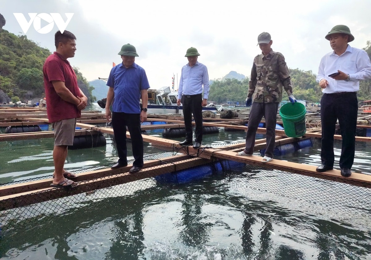 ngu dan quang ninh khan truong phuc hoi nuoi bien hinh anh 4