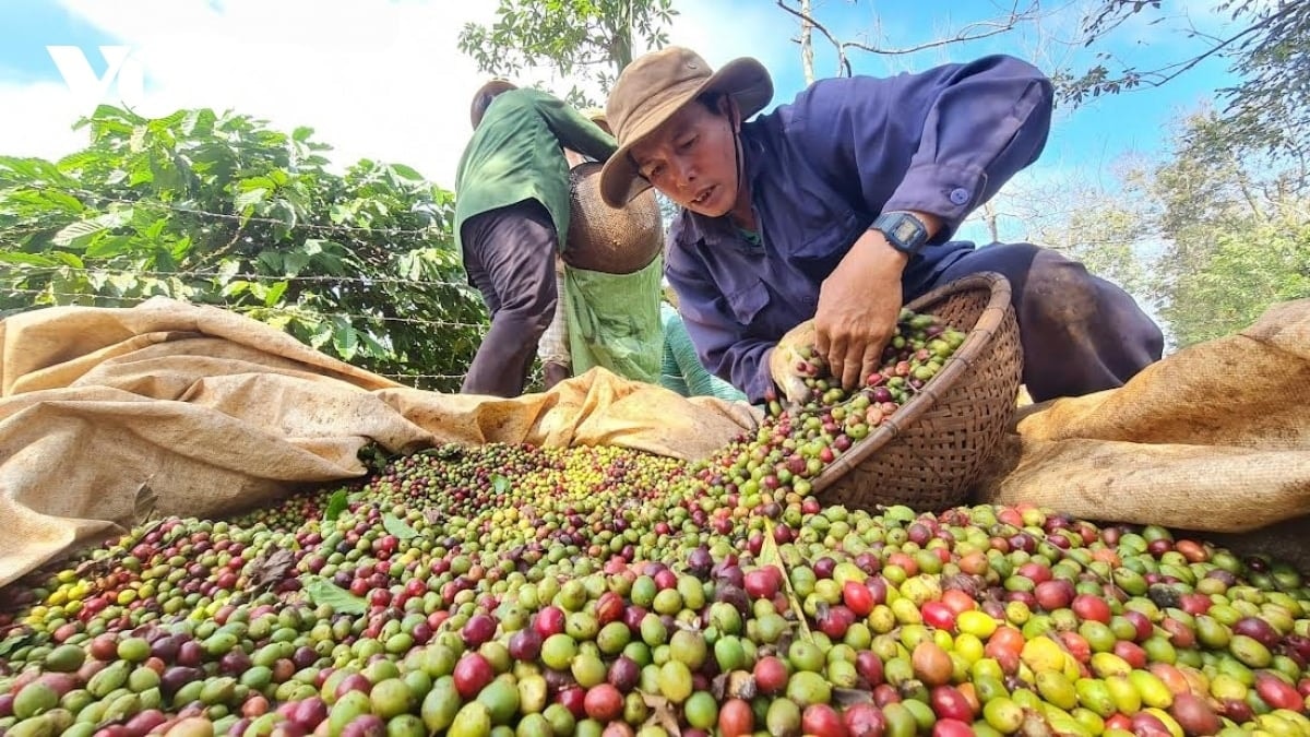 Giá cà phê thế giới và trong nước đều đi lên.