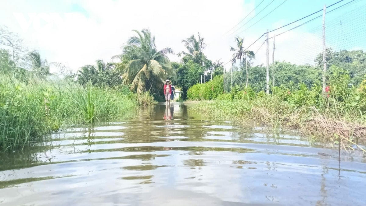 trieu cuong vuot bao dong 3, bac lieu trien khai nhieu bien phap ung pho hinh anh 2