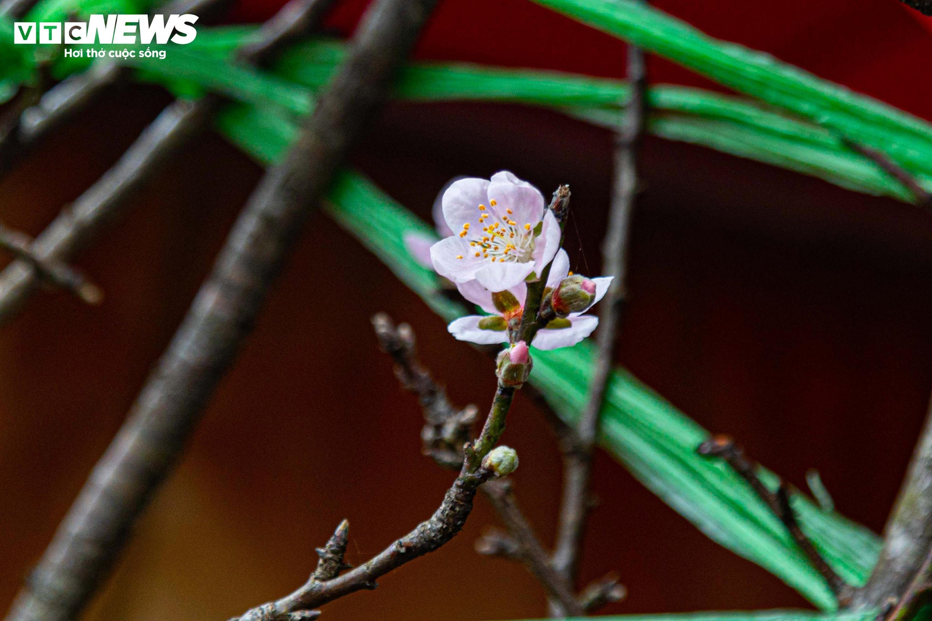 Trong vô vàn sắc hoa, những cành đào rừng mang vẻ đẹp mong manh nhưng thuần khiết vẫn trở nên nổi bật, hút hồn người mua. Mỗi cành đào rừng có giá khoảng 300.000 đồng.