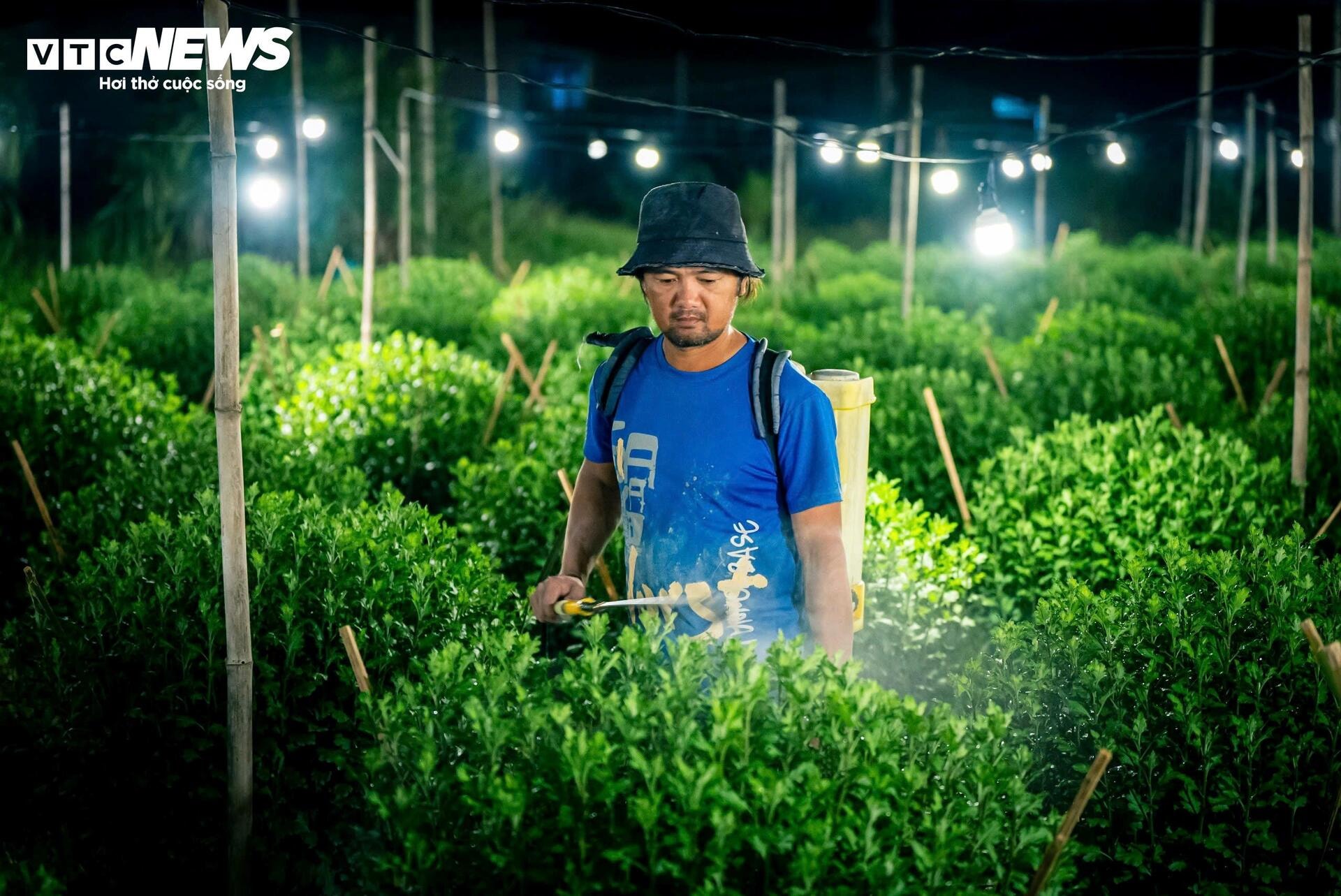 Làng hoa cúc phục vụ tết tại Bình Định lung linh tựa ‘kinh đô ánh sáng’ - 6