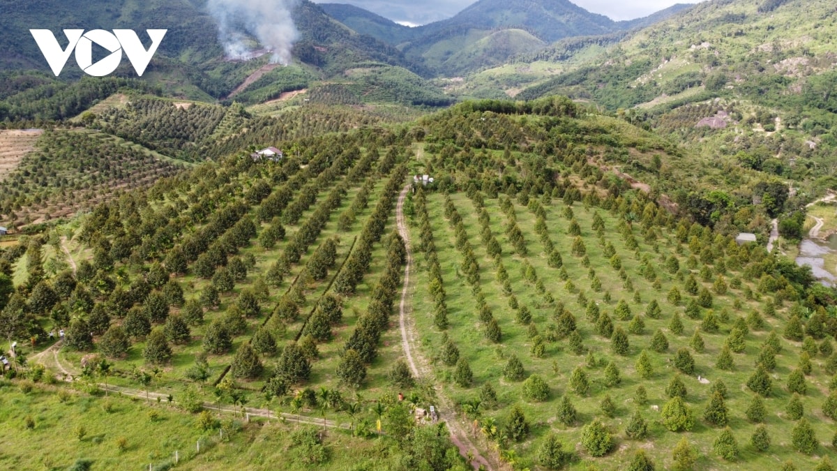 van hoa ban dia, nong san xanh la cuu canh du lich mien nui khanh hoa hinh anh 3