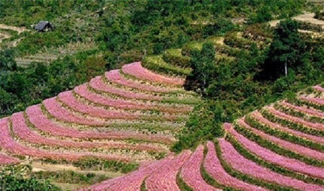 Hoa tam giác mạch.