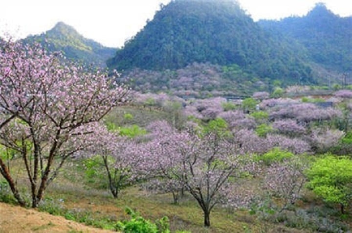 Hoa đào ở Mộc Châu.