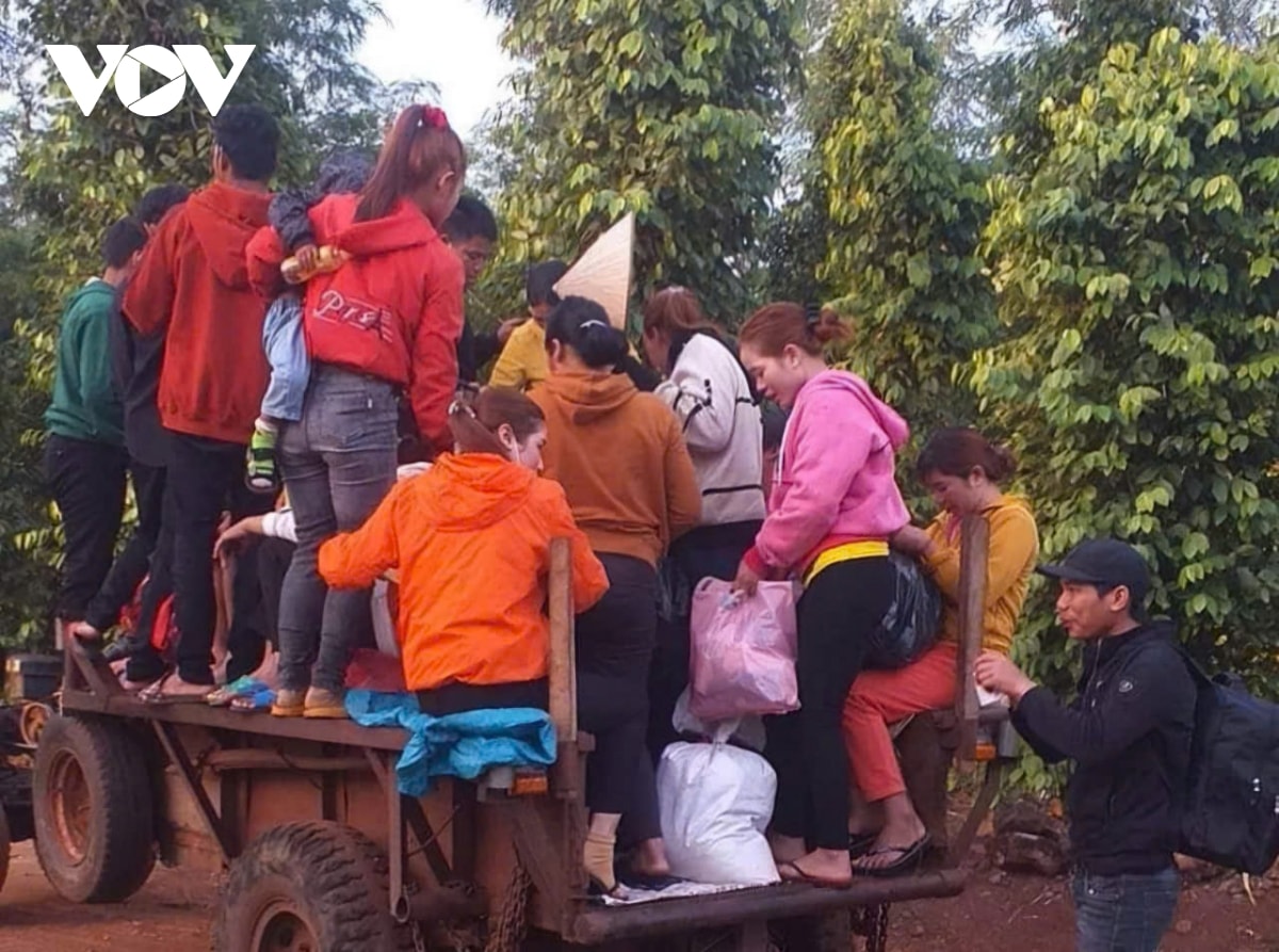 mo hoi, nu cuoi trong mua ca phe ky luc o tay nguyen hinh anh 2